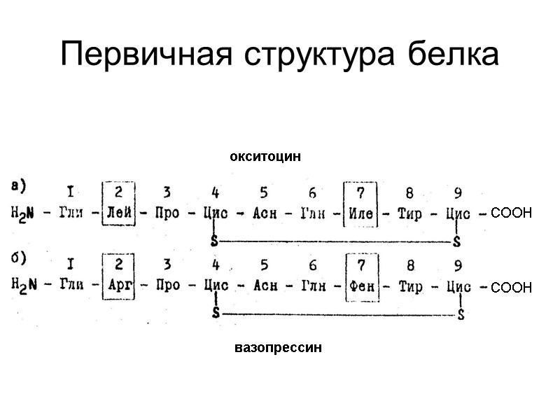 Первичная структура белка окситоцин вазопрессин